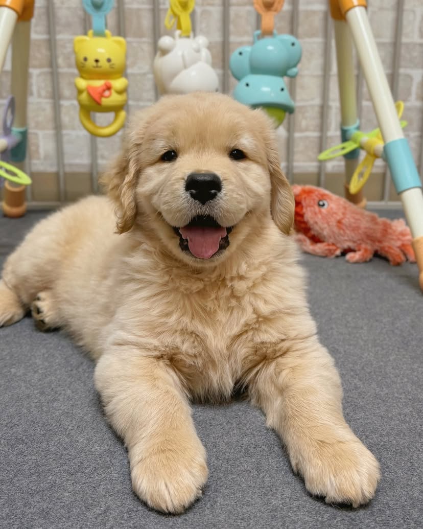 Golden Retriever Puppies For Sale